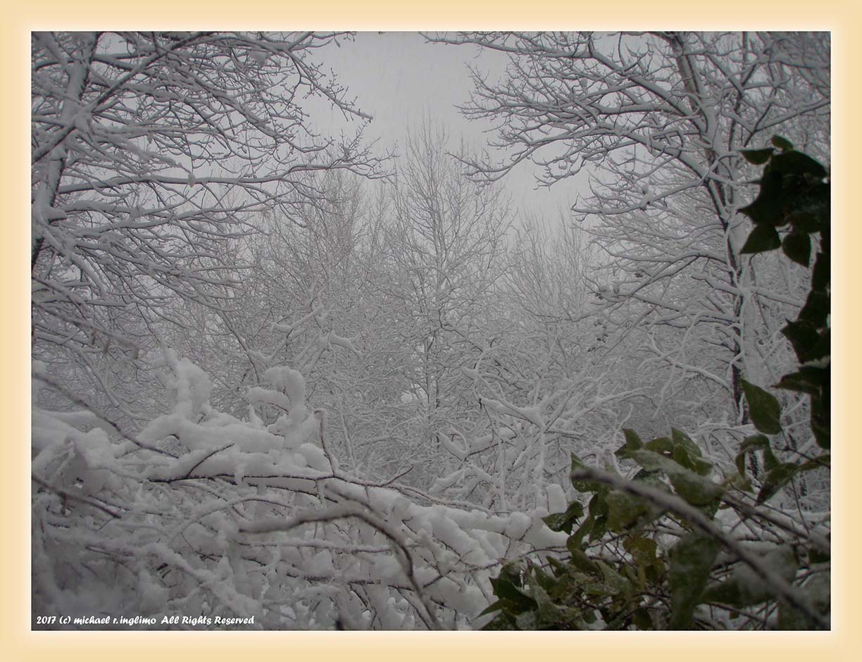 00forest008